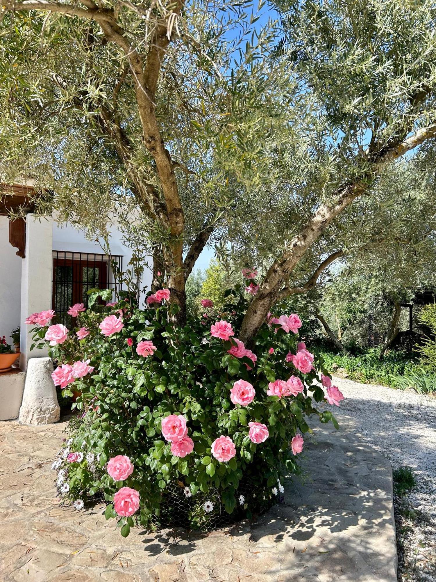 维拉努埃瓦·德·塔皮亚La Mejorana Refugio Andaluz Con Piscina Entre Olivos别墅 外观 照片