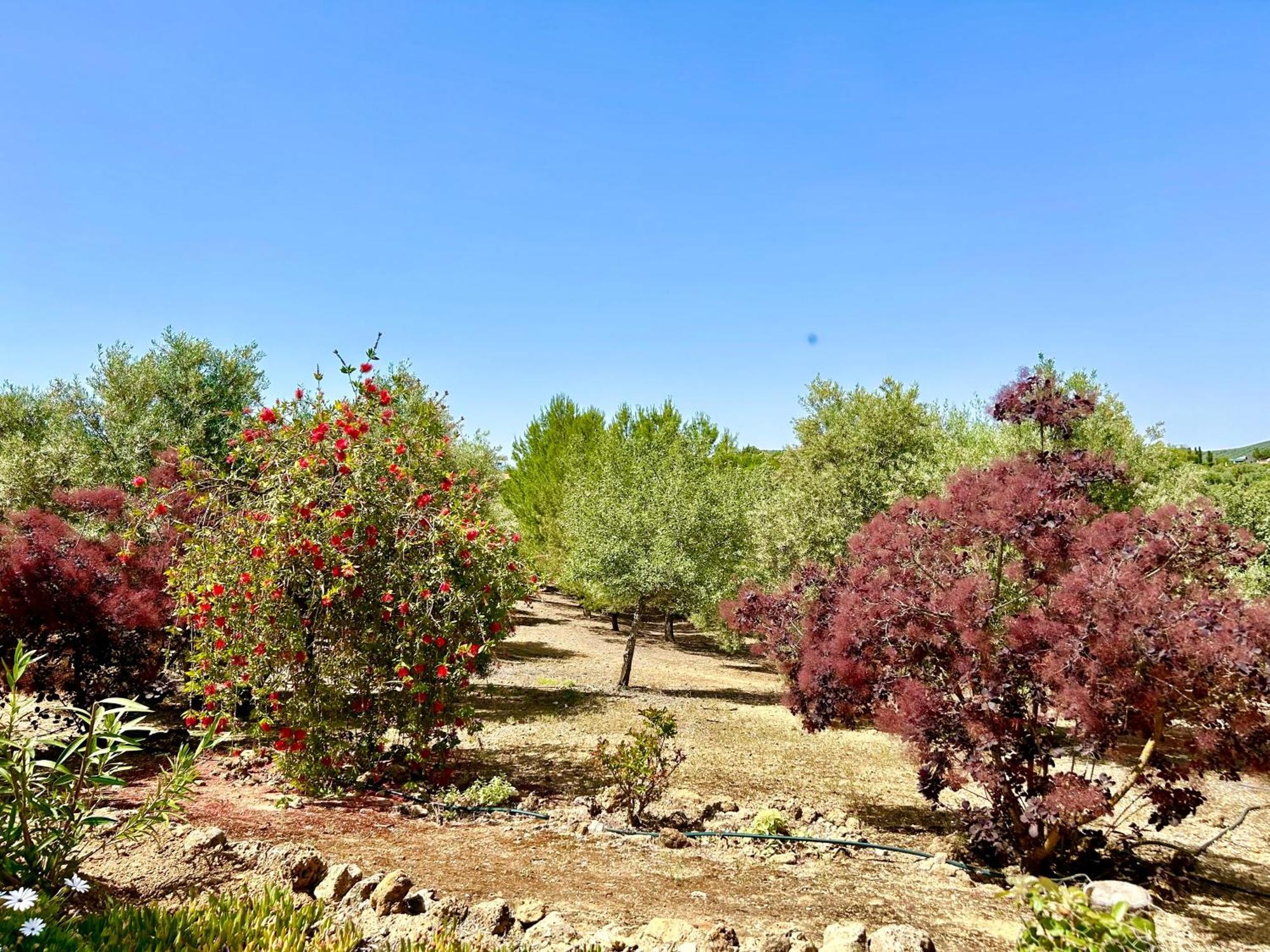 维拉努埃瓦·德·塔皮亚La Mejorana Refugio Andaluz Con Piscina Entre Olivos别墅 外观 照片